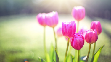 pink tulips