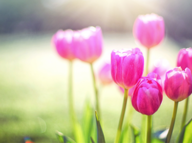 pink tulips 